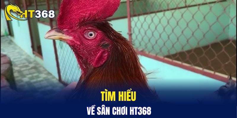 Tìm hiểu về sân chơi HT368 
